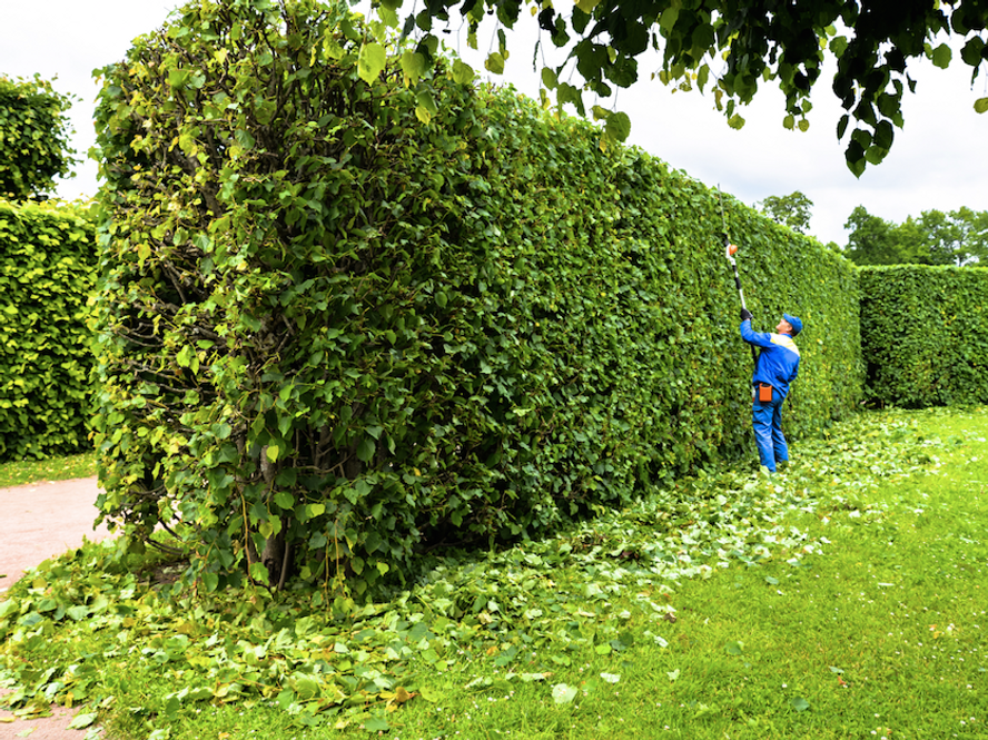 Large tree removal and felling in Surrey