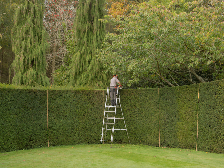 Hedge cutting and shaping in Kingston upon Thames