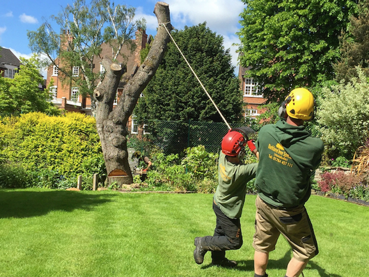 Leylandii hedge trimming in Hampton Court area