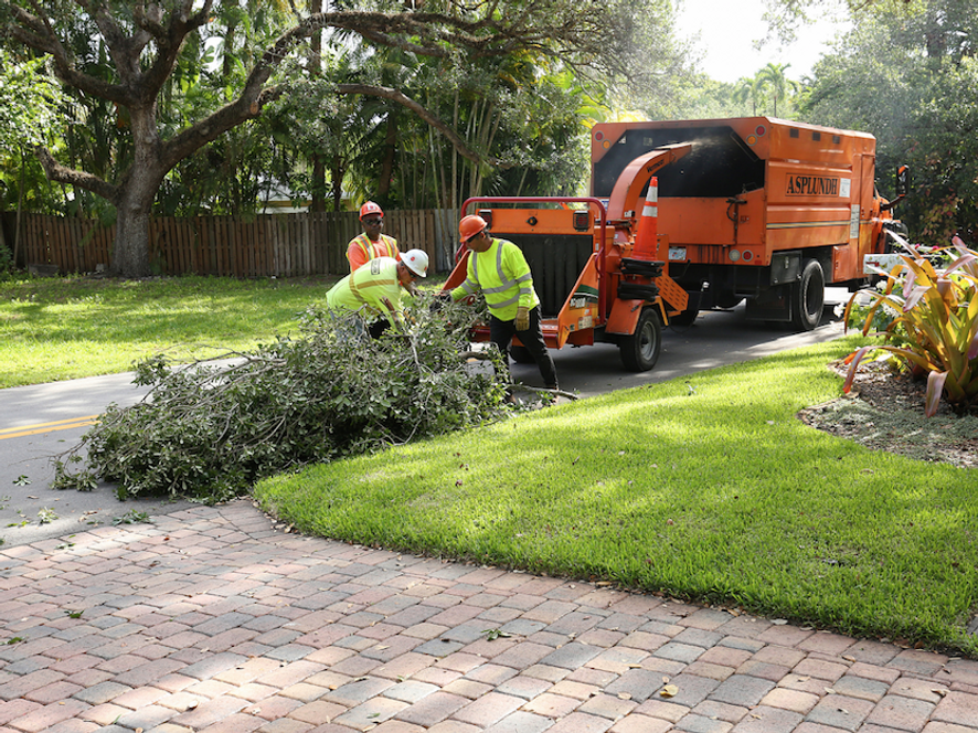 Tree pruning and pollarding in Weybridge
