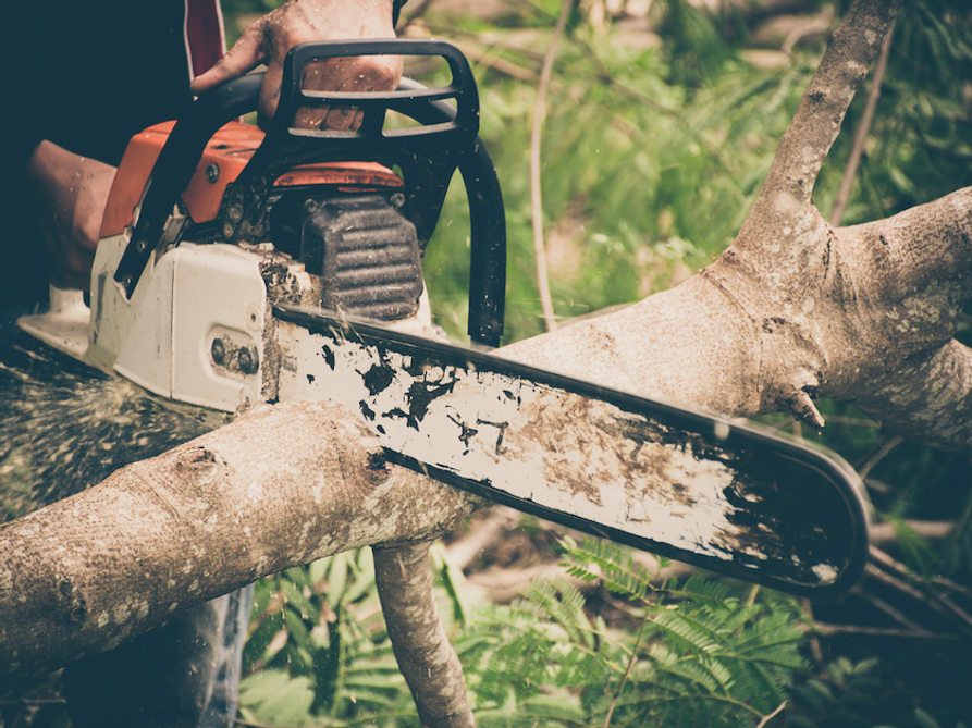 Professional tree surgery work in Cobham, Surrey